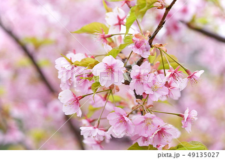 可愛い河津桜３ 49135027