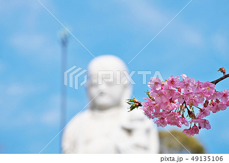 相模子安地蔵尊と河津桜 相模子安地蔵尊と河津桜 49135106