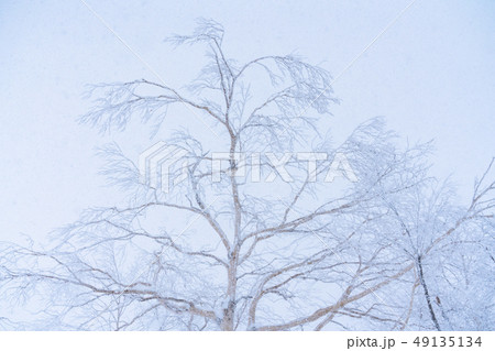 《北海道》霧氷・厳冬の北海道 49135134