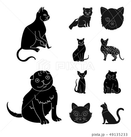 Vector illustration of pet and sphynx icon. Set of pet and fun stock symbol for web. Vector illustration of pet and sphynx icon. Set of pet and fun stock symbol for web. 49135233