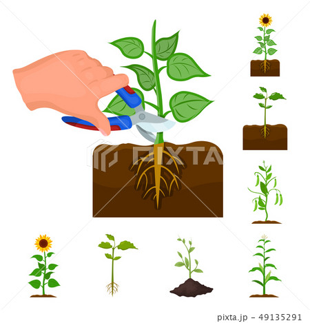 Isolated object of plant and bean icon. Collection of plant and process stock symbol for web. 49135291