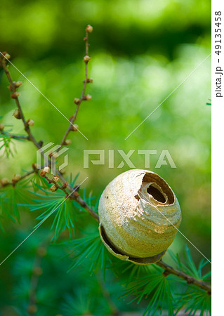 Wasp nest on Larch branch Wasp nest on Larch branch 49135458