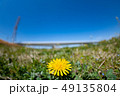 たんぽぽ 49135804