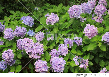・・～ 紫陽花 ～・・　　・・ortensia・・ ・ ・ 49135863