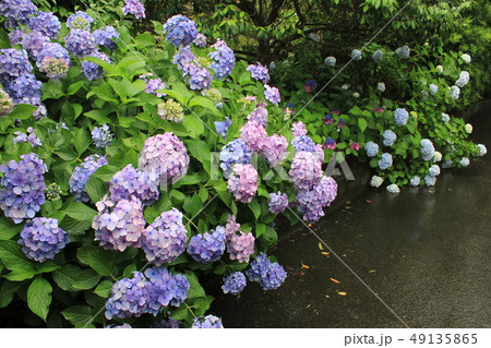 ・・～ 紫陽花 ～・・　　・・ortensia・・ ・ ・ 49135865