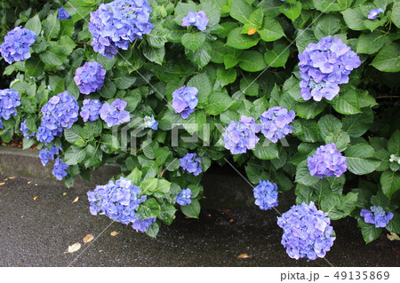 ・・~ 紫陽花 ~・・ ・・ortensia・・ ・ ・ ・・~ 紫陽花 ~・・ ・・ortensia・・ ・ ・ 49135869