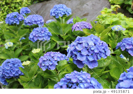 ・・~ 紫陽花 ~・・ ・・ortensia・・ ・ ・ ・・~ 紫陽花 ~・・ ・・ortensia・・ ・ ・ 49135871