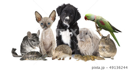Large group of different animals Large group of different animals 49136244