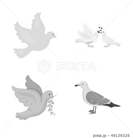 Isolated object of flying and dove icon. Collection of flying and carrier stock symbol for web. Isolated object of flying and dove icon. Collection of flying and carrier stock symbol for web. 49136326