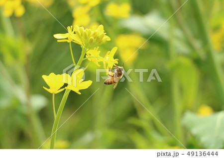 菜の花とミツバチ 49136444