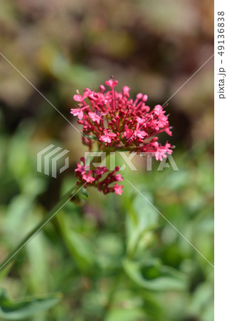 Red valerian Red valerian 49136838