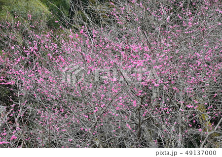 湯田川温泉の梅林公園の梅の花17 湯田川温泉の梅林公園の梅の花17 49137000