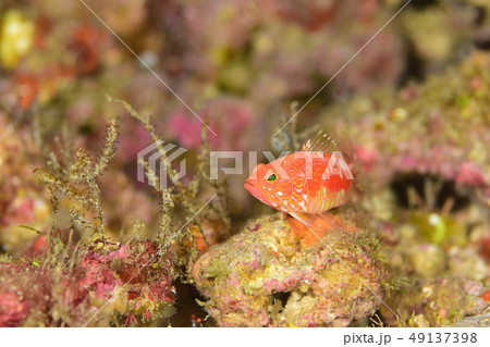 オシャレハナダイ オシャレハナダイ 49137398