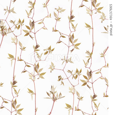 Herbs branch floral on white bacground pattern 49137665