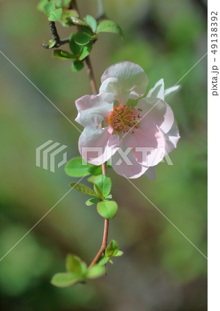 華やかに咲く 49138392
