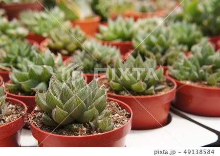 Cactus planted in small plastic pots. Cactus planted in small plastic pots. 49138584