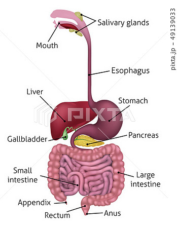 Human Gastrointestinal Digestive System and Labels - Stock ...