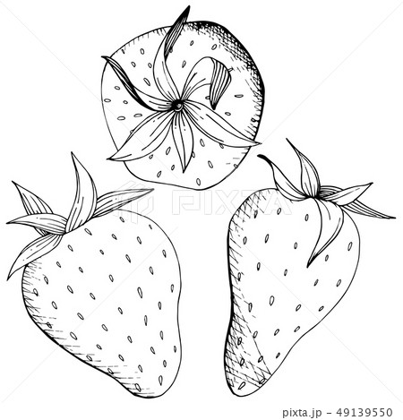 Vector Strawberry healthy food. Black and white engraved ink art. Isolated berry illustration 49139550