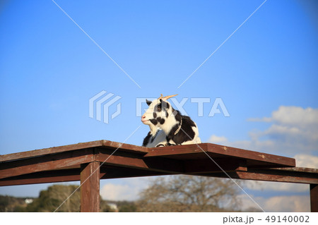 マザー牧場の春　ヤギ　 49140002