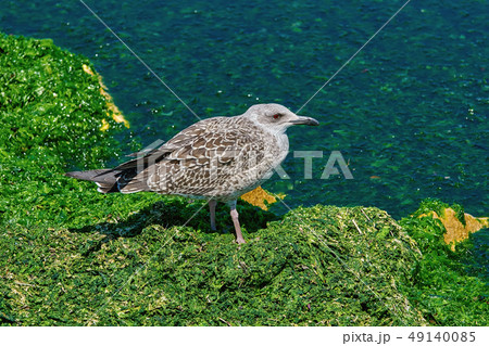 Nestling of Seagull 49140085