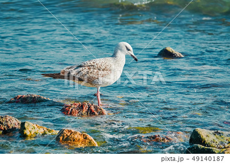 Subadult European Herring Gulls 49140187