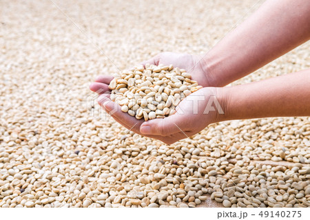 Process before being a coffee product to Coffee beans in hands u 49140275
