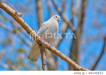 White dove on the brunch 49140852