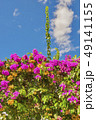 Pink flower Bougainvillea spectabilis Willd. Dubro 49141155