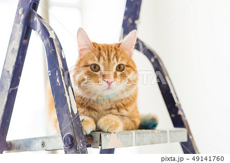 Repair, painting the walls, the cat sits on the stepladder. Funny picture Repair, painting the walls, the cat sits on the stepladder. Funny picture 49141760