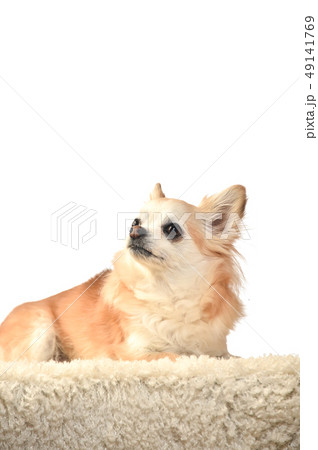 チワワ チワワ 49141769