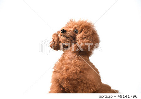 トイプードル 49141796