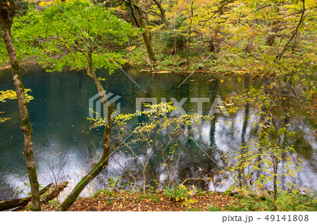 世界遺産白神山地の秋　紅葉の十二湖　沸壺の池 49141808