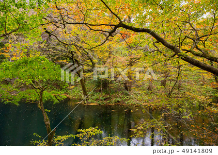 世界遺産白神山地の秋　紅葉の十二湖　沸壺の池 49141809