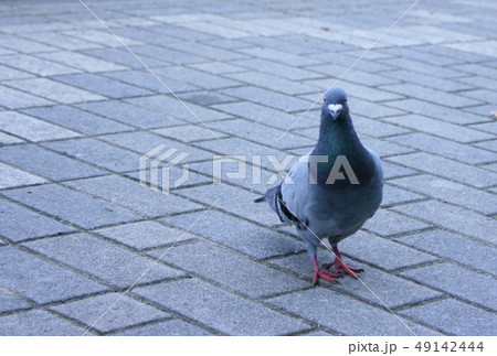 ハトポッポ ハトポッポ 49142444