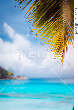 Palm branch against blue ocean, blurred background, summer abstract backdrop design, beach vacation 49143160