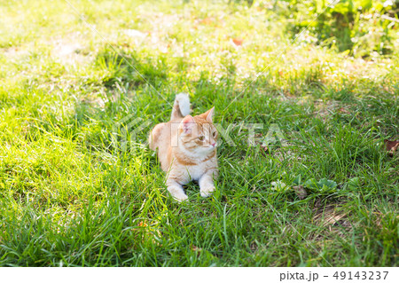 portrait of a cute ginger cat lying in a sunny green meadow on a warm summer evening 49143237