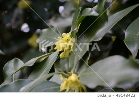 シキミ・樒の花 49143422