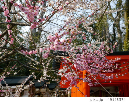 梅の名所 北野天満宮(京都) 梅の名所 北野天満宮(京都) 49143574
