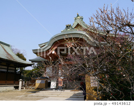 梅の名所 北野天満宮(京都) 梅の名所 北野天満宮(京都) 49143612