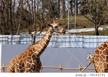 キリン ( Giraffa camelopardalis / Giraffe ) キリン ( Giraffa camelopardalis / Giraffe ) 49143741