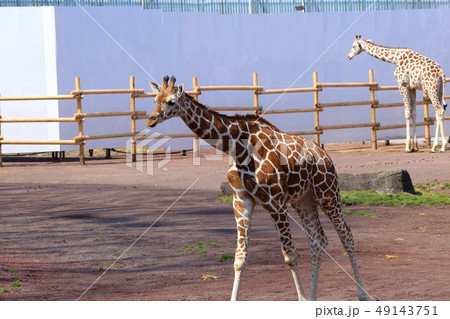 キリン ( Giraffa camelopardalis / Giraffe ) キリン ( Giraffa camelopardalis / Giraffe ) 49143751