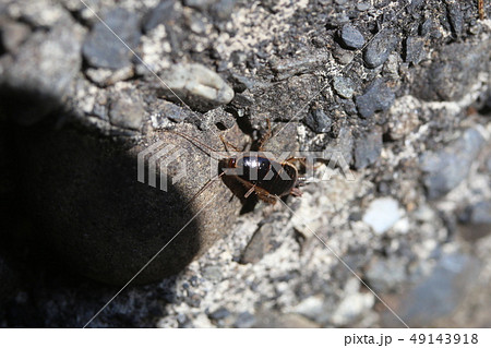 モリチャバネゴキブリの幼虫 49143918