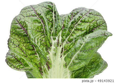 野菜 葉 高菜 野菜 葉 高菜 49143921