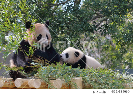 赤ちゃんパンダ『彩浜』デビュー 49143960