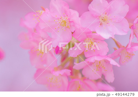 日本の風景「河津桜」 49144279
