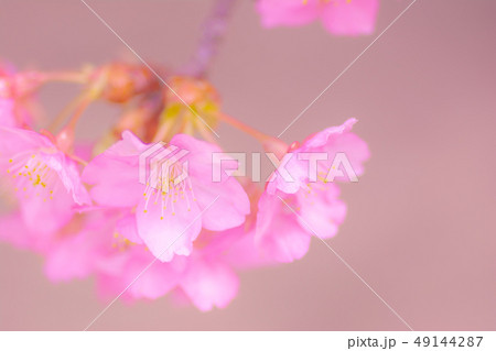 日本の風景「河津桜」 日本の風景「河津桜」 49144287