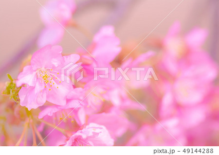 日本の風景「河津桜」 日本の風景「河津桜」 49144288