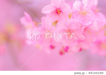 日本の風景「河津桜」 49144299