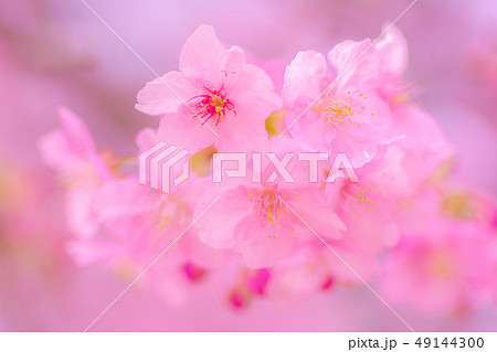 日本の風景「河津桜」 49144300