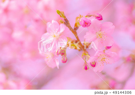 日本の風景「河津桜」 日本の風景「河津桜」 49144306